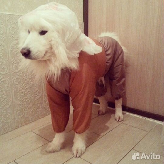 Комбинезон дождевик для кобеля 48 см 2 шт