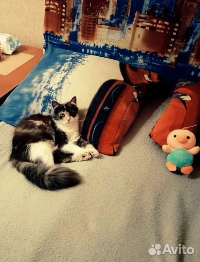Сибирская кошка
