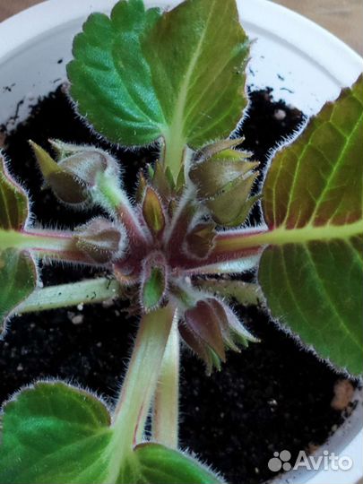 Глоксиния махровая + алое