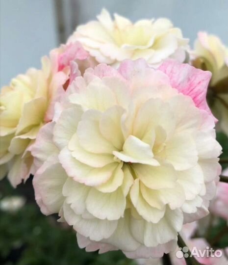 Пеларгония герань