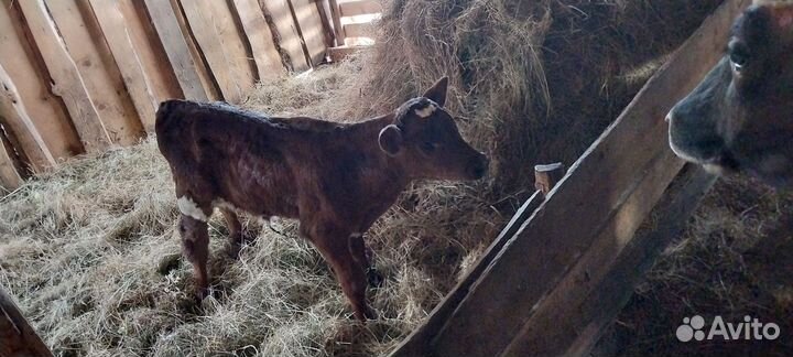 Бычок 2 матки одна ярочка один баранчик