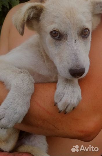 Щенок девочка бесплатно в добрые руки