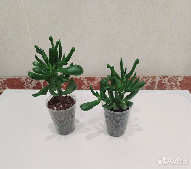 Крассула хоббит