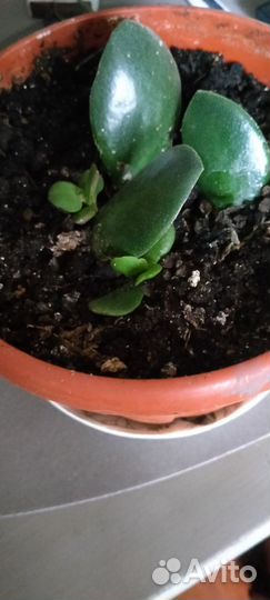 Толстянка(денежное дерево)