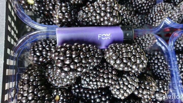 Саженцы ежевики