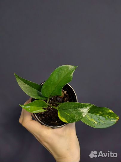 Сциндапсус неон,пиктус, золотистый,эпипремнум