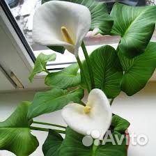 Белая калла корневищная оптом