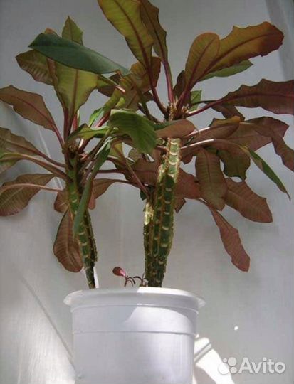 Молочай беложильчатый (эурофоба)