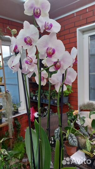 Орхидеи фалеонопсис цветущие