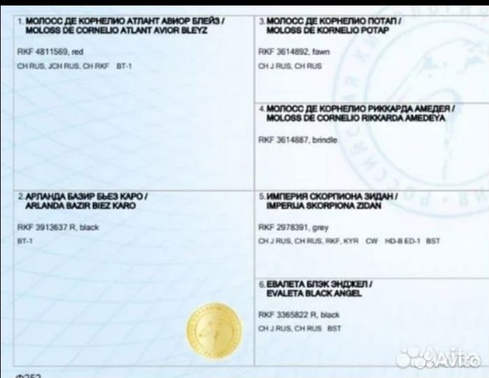 Кобель вязка Кане Корсо