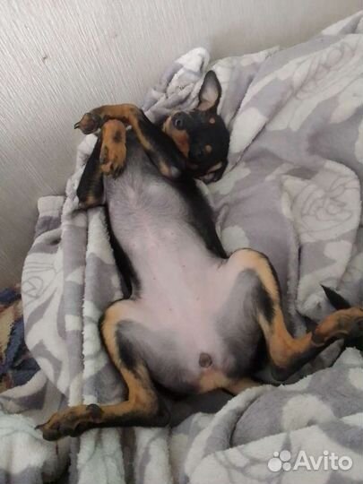 Девочка той терьер