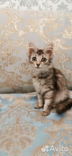 Кошки в добрые руки бесплатно