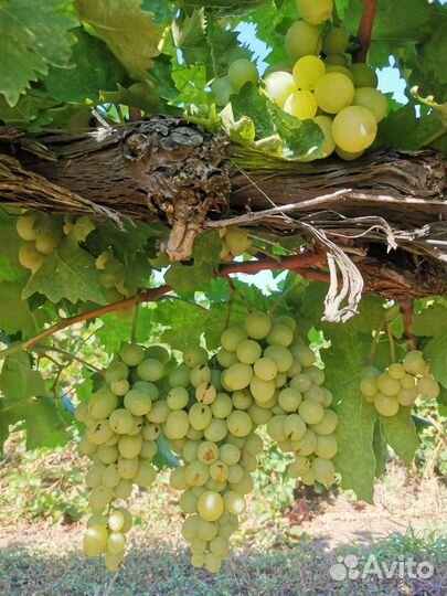 Продаю виноград сорт Ласта