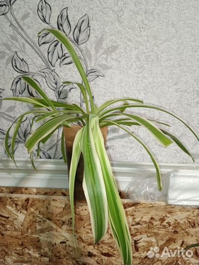 Комнатные растения набор