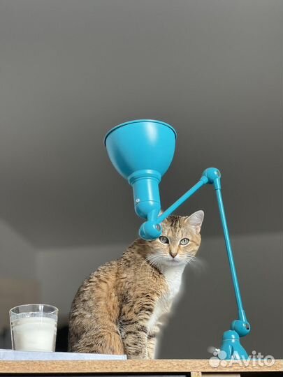 Кошка Люси