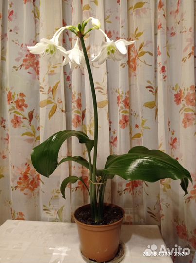 Комнатные цветы