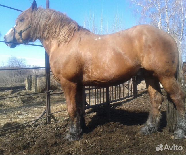 Продам жеребцов Советских тяжеловозов