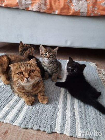Продам котят британцы