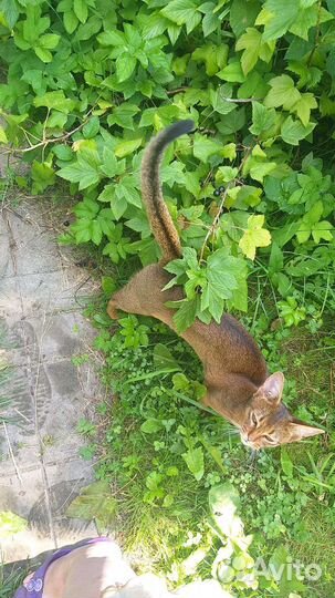 Абиссинские котята Москва и Калужская обл