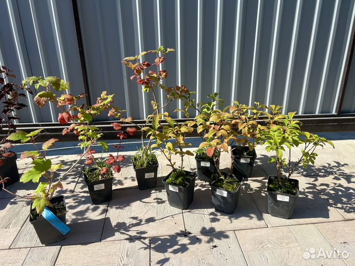 Калина боднатенская Dawn