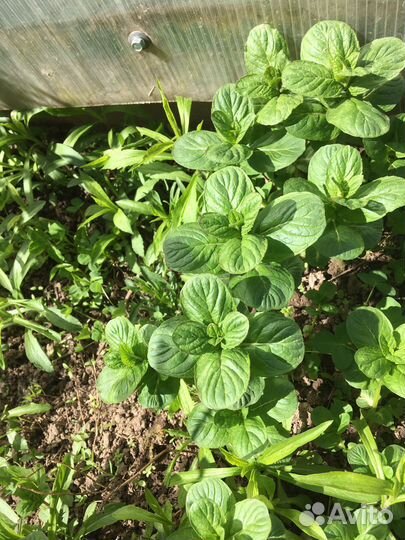 Мята и мелиса