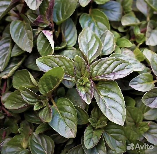 Мята шоколадная