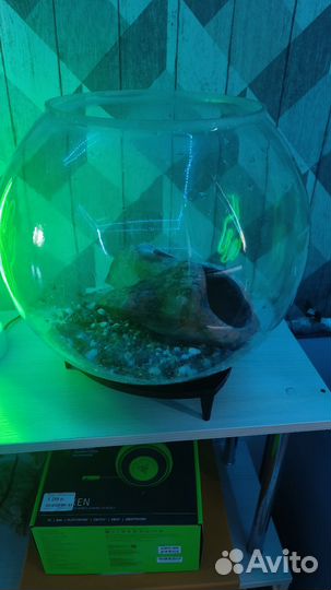 Аквариум