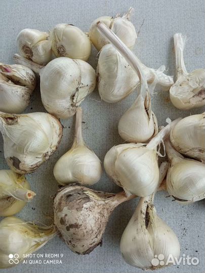 Лук Суворова