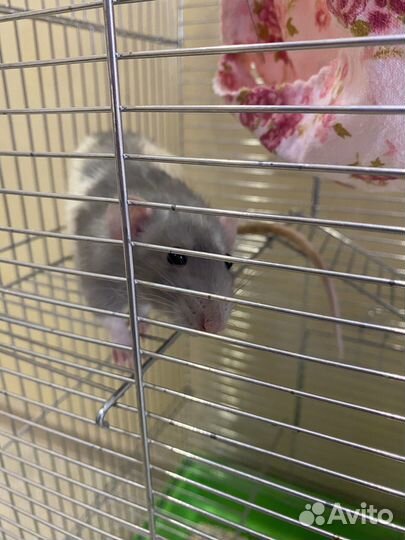 Крыса (мальчик) 3 мес в добрые руки