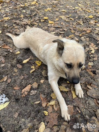 Австралийская пастушья собака