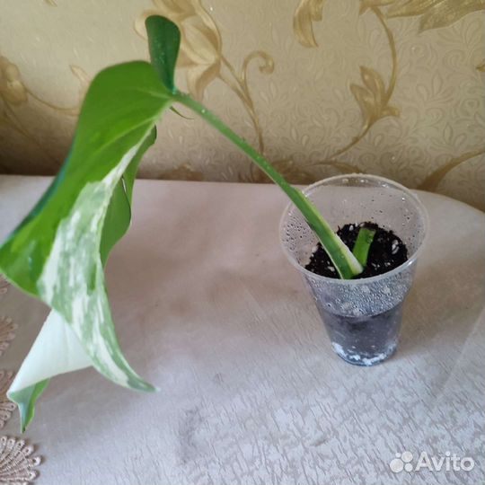 Монстера Альба.Дримиопсис.Пальма Арека.Валлота