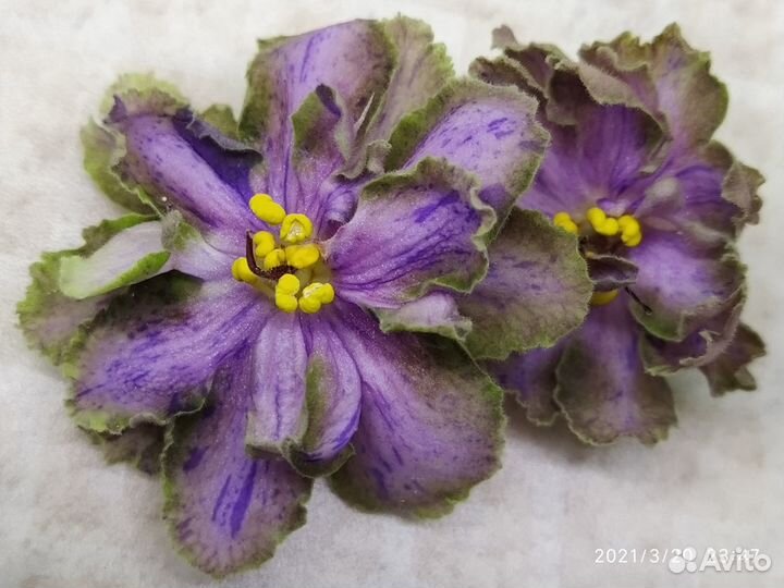 Сортовые фиалки с\с листом