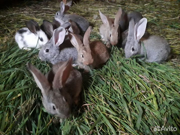 Продам мясо кролика