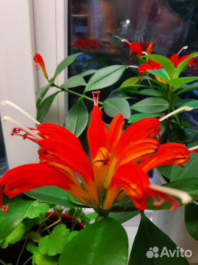 Эсхинантус жар птица