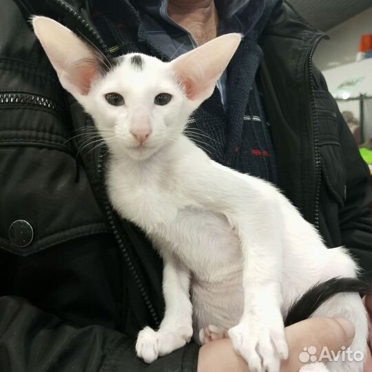 Ориентальные котята