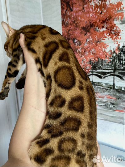Бенгальский котёнок. Питомник Natin
