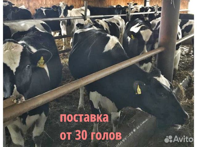Нетели Телки племенные молочные высокий удой