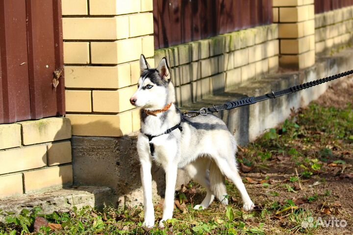 Помски