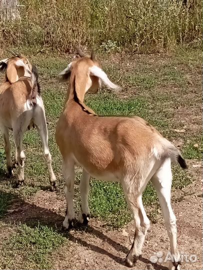 Козочки альпонубийские