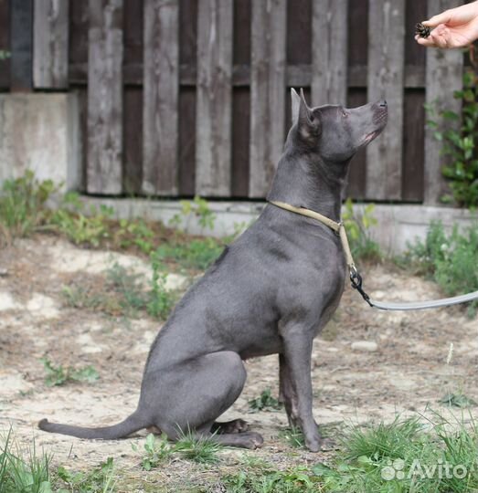 Тайский риджбек в добрые руки
