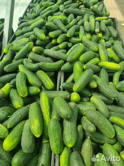 Огурцы домашние