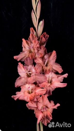 Гладиолусы Огромная коллекция сортов