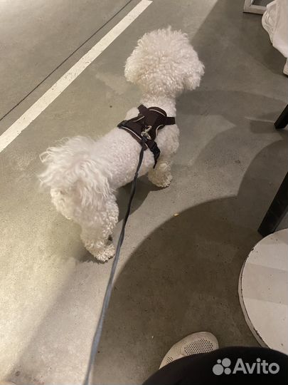 Вязка, бишон фризе мальчик