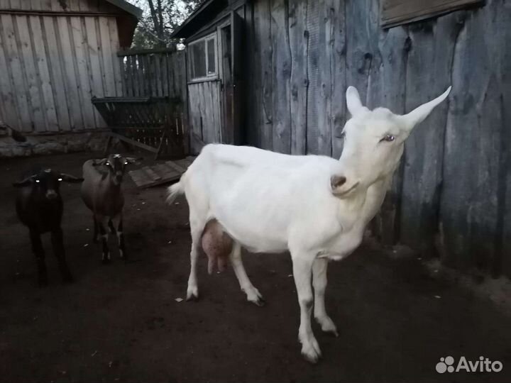 Коза с козлятами