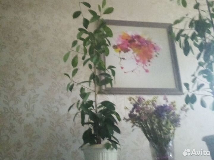 Фикус Бенджамина