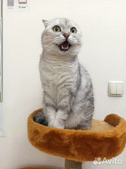 Гостиница для животных / Передержка кошек