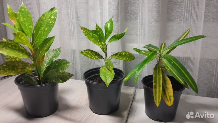 Кодиум пёстрый