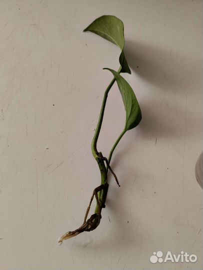 Сингониум(детки),Эпипремнум