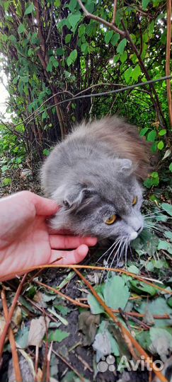 Пушистая вислоушка в добрые руки