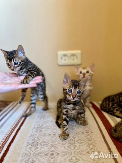 Бенгальские котята
